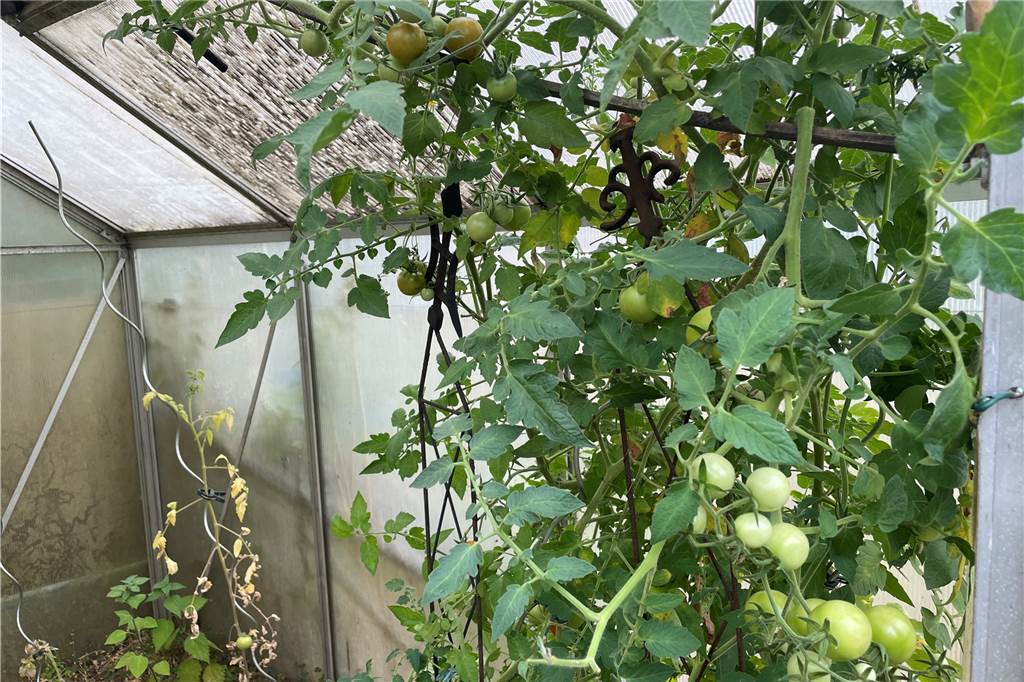 Gartenparzelle von Castrop-Rauxeler illegal: „Wohin soll ich mit den Tieren?“ Im Garten von Peter Theodorakis steht ein Gewächshaus für Tomaten.