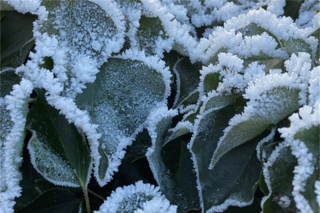 Im Garten von Ria Timte in Selm haben sich kleine Eiskristalle an den Blättern gebildet.