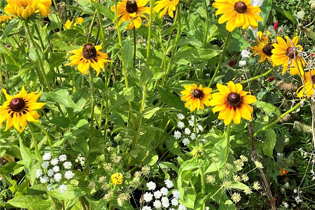 Ist der neue Bürgerwald etwa schon abgestorben? Blühende Blumen auf der Bürgerwald -Fläche in Werne.