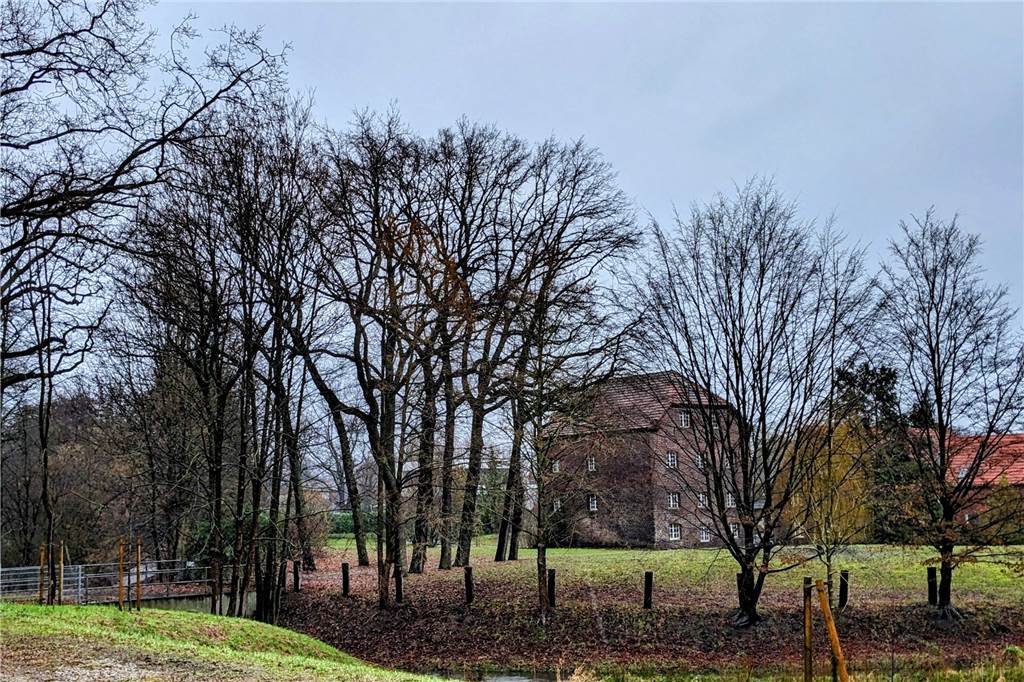 „Traurig und „bedauerlich“: 300 Jahre alte Riesen-Eiche gefällt Baumallee zur alten Hülsdünkerschen Mühle