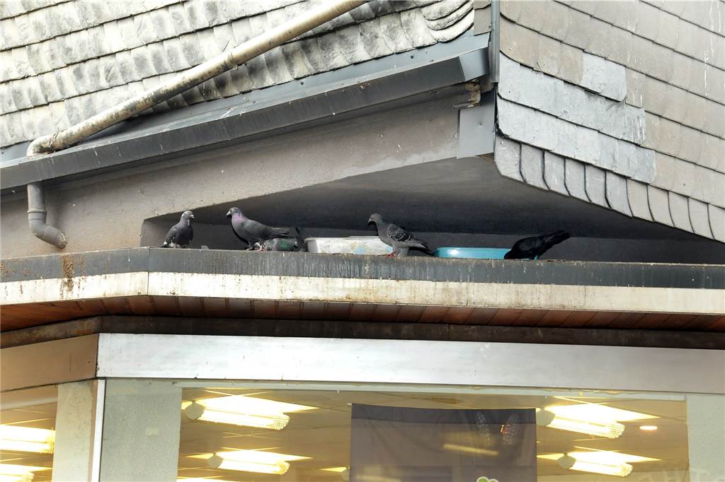 Darum stellen zwei Tierschützerinnen den wilden Tauben in der Fußgängerzone Nistkästen auf Im Gesimse über den Schaufenstern des Blumengeschäftes am Cavaplatz hat Pilar Bergmann die Nistkästen zum Austausch der Taubeneier aufgestellt.