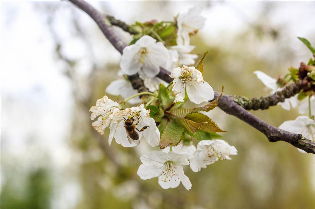 Im Heeker Stiegenpark tummelten sich schon Bienen in den Blüten.