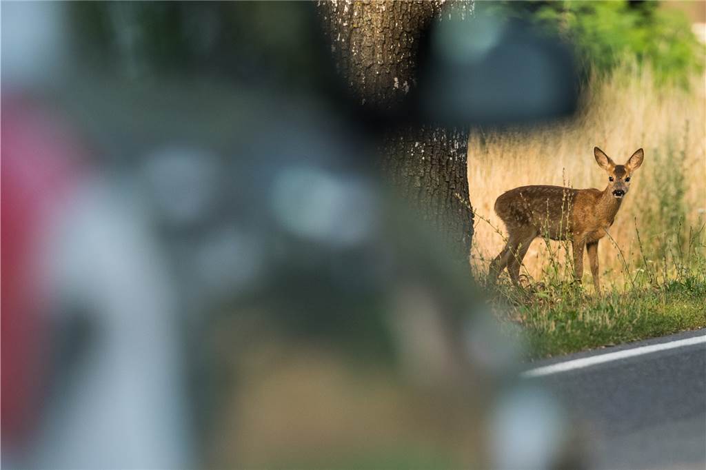 Selmer Jäger zu Wildunfällen: „Problematisch sind freilaufende Hunde“ Im Hellen ist ein Reh vielleicht noch im Vorbeifahren zu sehen, im Dunkeln gleichen die Tiere nur noch einem schnellen Schatten und schon ist das Tier angefahren und stirbt. Im schlimmsten Fall ist es schwer verletzt, kann noch im Schock davonrennen und verendet dann elendig.
