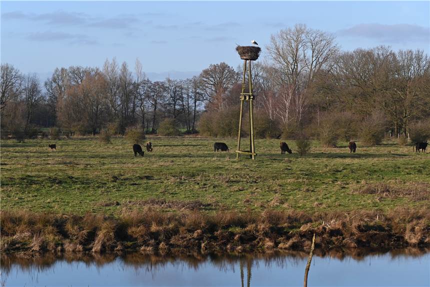 Der erste Storch ist zurück in Dorsten Im Hervester Bruch ist der erste Storch gelandet.