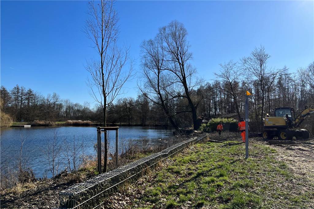 Riss im Stamm: Jahrzehnte alte Weide am Berkelsee gefällt Im Hintergrund der Baum, der gefällt wird. Im Vordergrund ein neu gepflanzter Baum, Ersatz für eine Fällung im vergangenen Jahr.