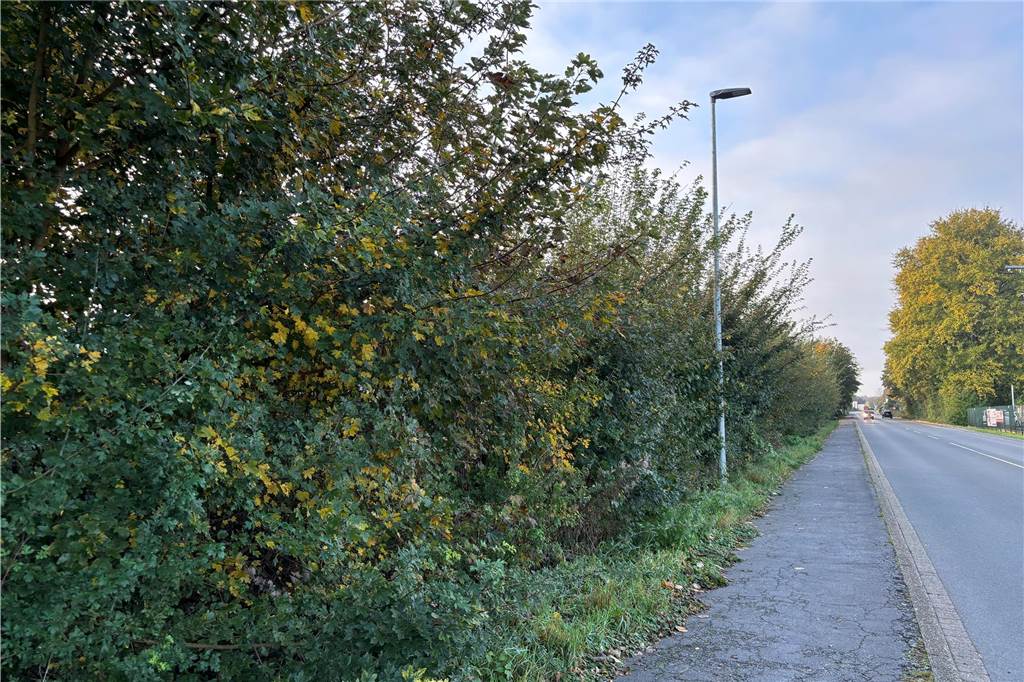 Umstrittene Fällaktion an der Hagener Straße: Rechtsstreit geht weiter So sieht es aktuell an der Hagener Straße aus: Die Natur hat sich den Grünstreifen wieder zurückerobert. Die Sträucher und Büsche wachsen wieder meterhoch.