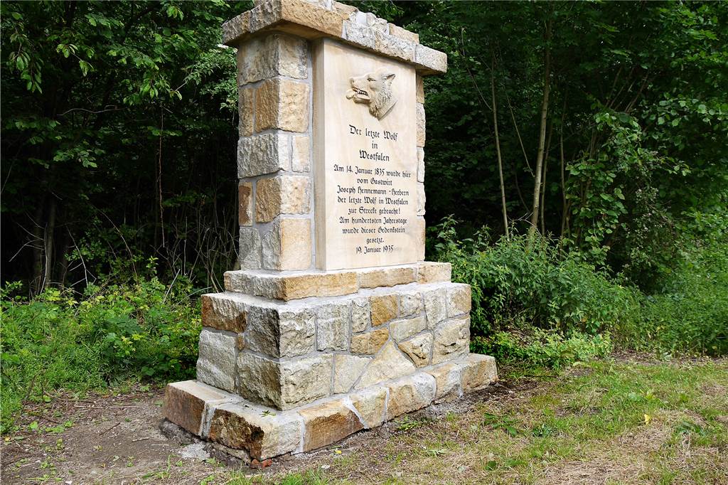Der letzte Wolf Westfalens hat keine eigenen Zähne mehr Im Jahre 2017 wurde die Gedenktafel an der B54 zwischen Herbern und Werne restauriert. Sie erinnert an den dort im Jahre 1835 geschossenen letzten Wolf in Westfalen.