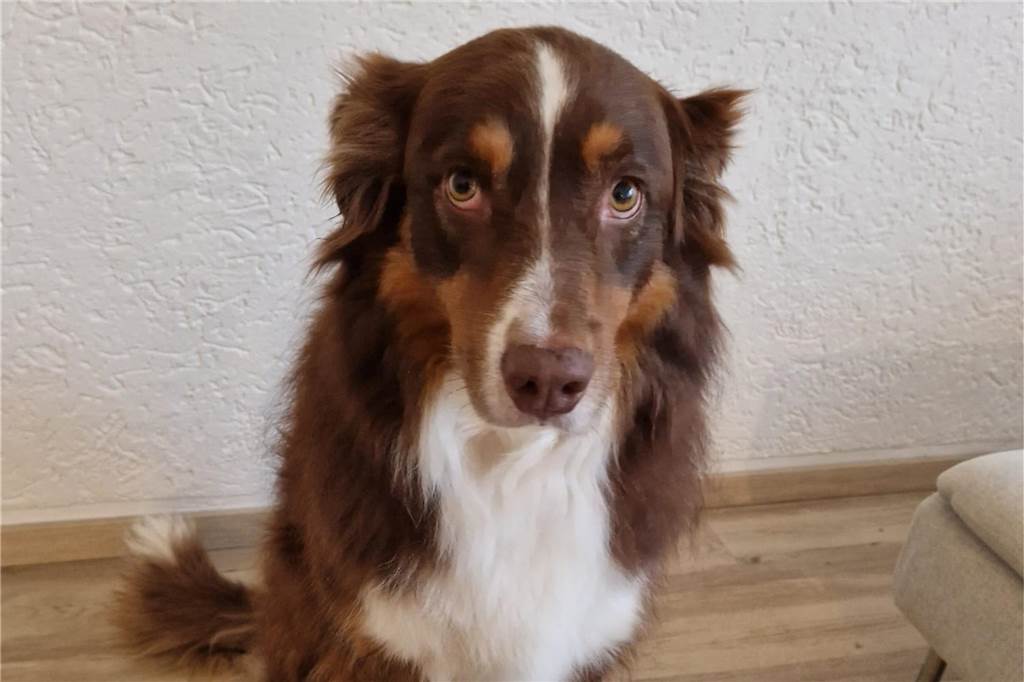 Unangeleinte Hunde: Halter erleben heftige Anfeindungen Im Januar Fynn von einem anderen Hund angegriffen und dadurch schwer verletzt worden.