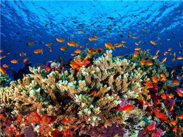 Im Juli 2015 konnte Australien noch abwenden, dass das Riff auf der Roten Liste des gefährdeten Weltnaturerbes landet. Foto: James Cook University