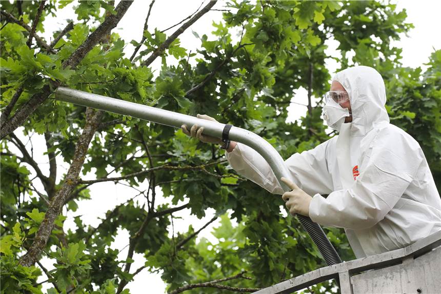 Kampf gegen Eichenprozessionsspinner: Ascheberg verdoppelt Ausgaben - doch helfen die Maßnahmen? Im Kampf gegen Eichenprozessionsspinner gibt die Gemeindeverwaltung in Ascheberg im kommenden Jahr mehr Geld aus. Sie denkt aber auch über neue, naturnahe Maßnahmen nach. Doch können die das Problem um die giftigen Raupen wirklich lösen?