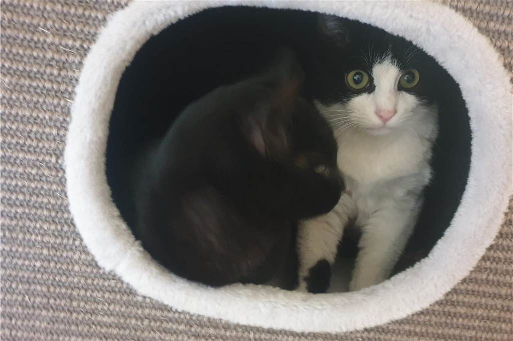 Kater im Karton vor Fressnapf ausgesetzt: „Sie schrien und jaulten“ Zwei Kater sitzen in einem Kratzbaum.