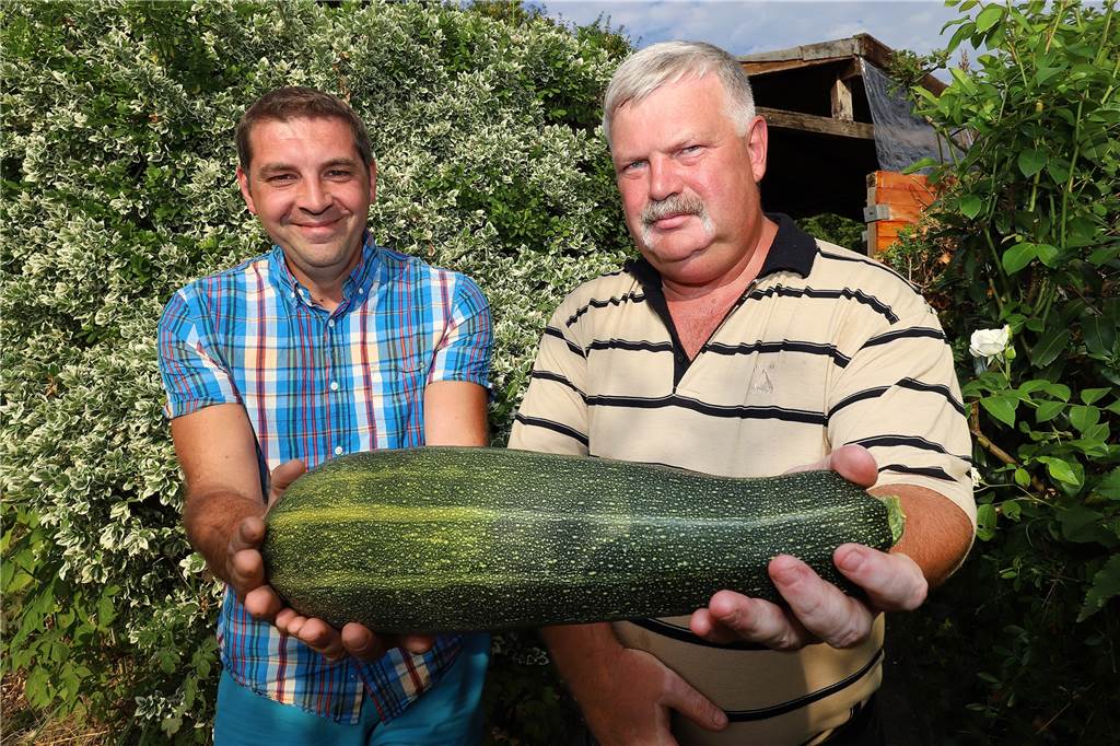Massener Kleingärtner experimentieren mit Orangen Im Kleingärtnerverein Zum Viereck läuft ein Zucchini-Wettbewerb. Marcel Grassat (l.) und Eduard Harder freuen sich über die Ergebnisse.