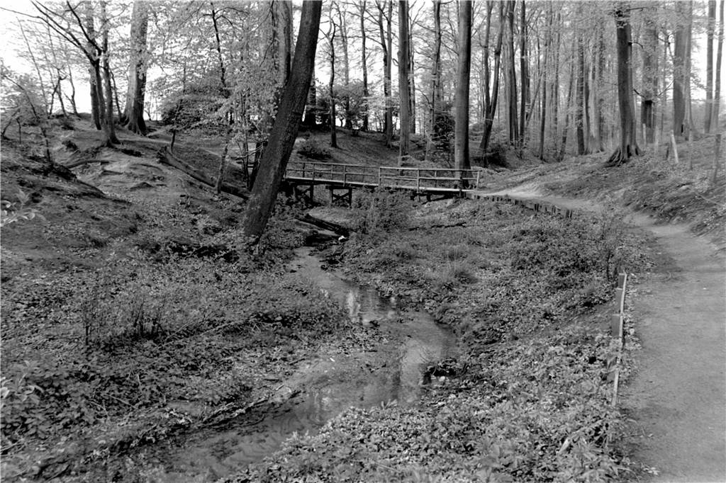 Im Kohuesholz kann man über den Drei-Brücken-Weg kann man durch den Wald spazieren gehen.