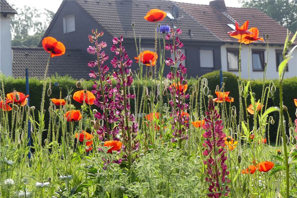 Nach Covid-Erkrankung: „Mein Garten hilft mir dabei, gesund zu werden“ Im Krankenhaus hatte Irmgard Fulfs oft an ihren schönen Garten gedacht.