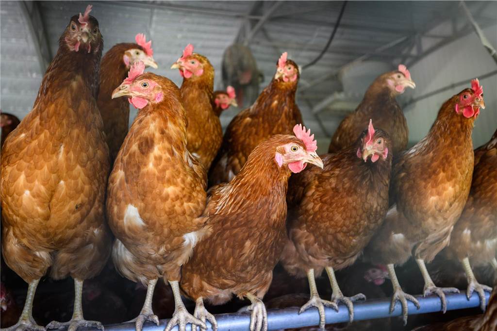 Erneute Nachweise der Geflügelpest: Aufstallpflicht für Züchter Im Kreis Coesfeld gilt nun die Aufstallpflicht: Das bedeutet für alle Halterinnen und Halter, dass das Geflügel „rund um die Uhr“ im Stall gehalten werden muss.