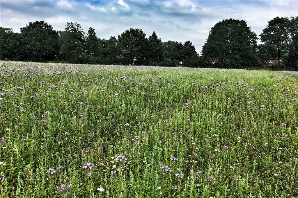 Artenreichste Blühwiese in Nordkirchen: „Naturschutz aller erster Güte“ Im März hatte der landwirtschaftliche Ortsverband Selm die gesponserte Blühmischung der Raiffeisen Lüdinghausen-Selm eG gesät.