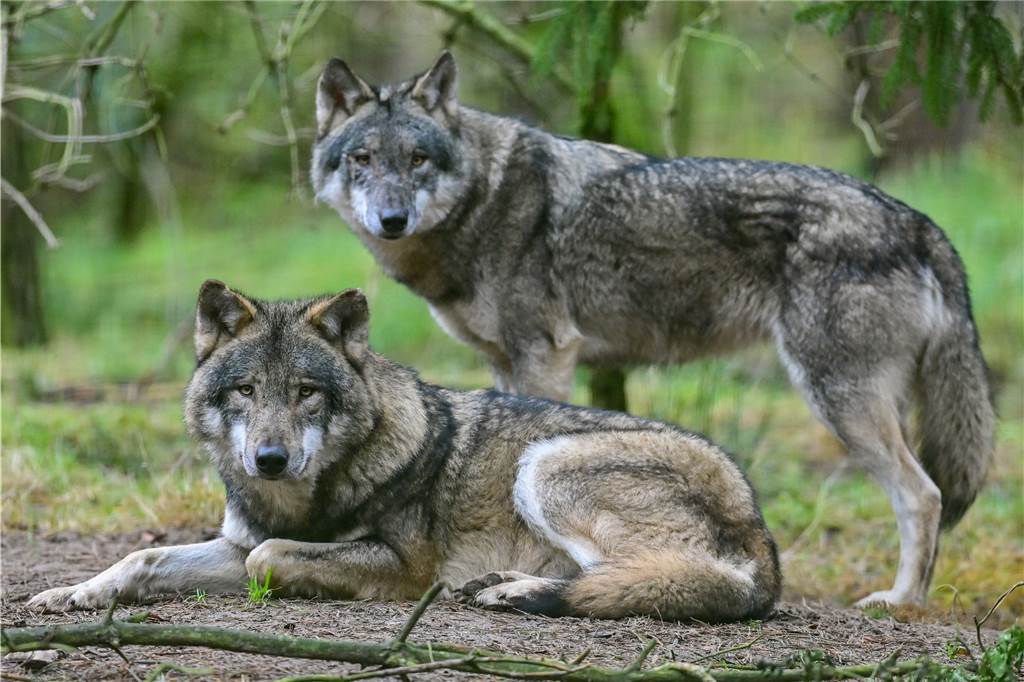 Jahresrückblick 2022: Tierwohlgefährdung, „Leichenfund“ und Tankstellenraub Im März wurde ein Wolf in Werne gesehen und zog von dort vermutlich weiter in Richtung Herbern.