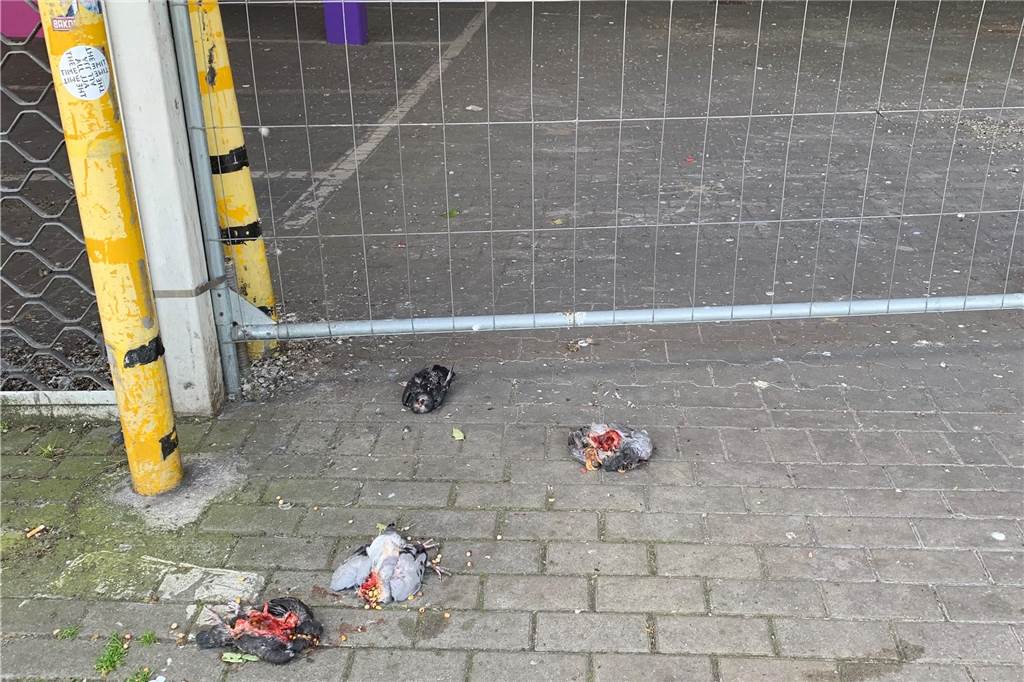 Vier tot aufgefundene Taubenküken. Ihre Köpfe sind abgerissen.