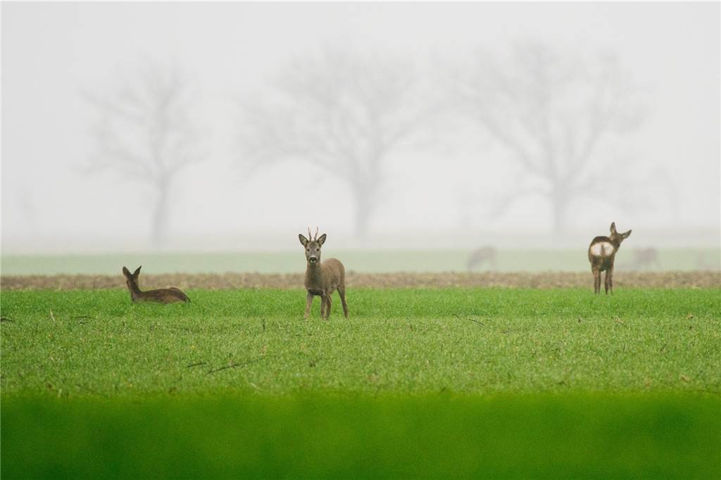 Wildunfälle in Lünen: Hegeringleiter überrascht von aktueller Situation Im Nebel sind Rehe tagsüber schon nicht so gut zu erkennen für Autofahrer. So lange sie auf dem Feld bleiben, ist es für sie ungefährlich. Laufen sie aber im Dunkeln über die Straße, werden sie für sich und Autofahrer zur Gefahr.