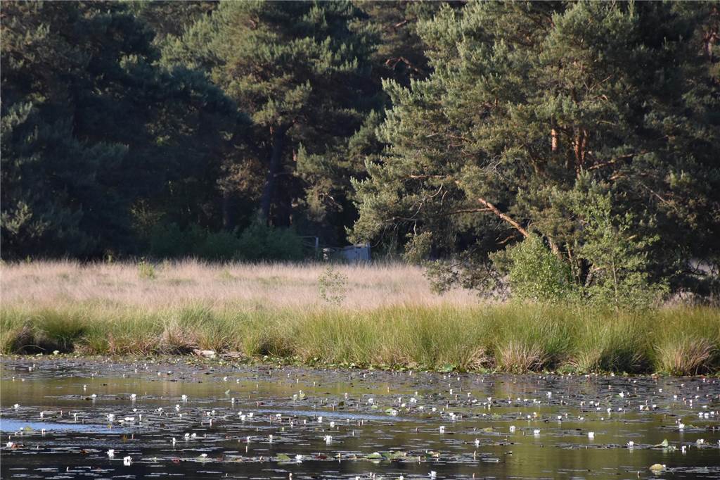 Ausbau Windenergie: Hörstoeler sehen Natur im Schwatten Gatt in Gefahr Moorige Fläche Schwattet Gatt