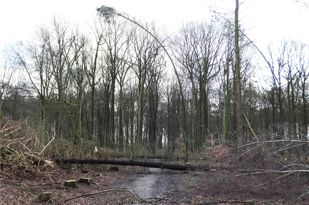 Liveticker mit Videos zum Sturm im Münsterland: Über 300 Feuerwehr- und Polizeieinsätze Im Oedinger Busch versperren einige Bäume den Weg.