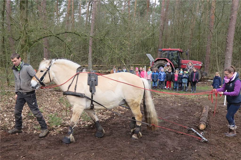 20 Jahre Ruhr Grün: Förster erklärt die Arbeit in der Uefter Mark Im Rahmen des Projektes „Grünes Klassenzimmer“ wurde im März 2019 an einer der fünf Stationen den Kindern von Michael Rohlf und Sabrina Schulz gezeigt, wie man mit einem Kaltblut-Rückepferd Baumstämme aus dem Wald herausziehen kann.