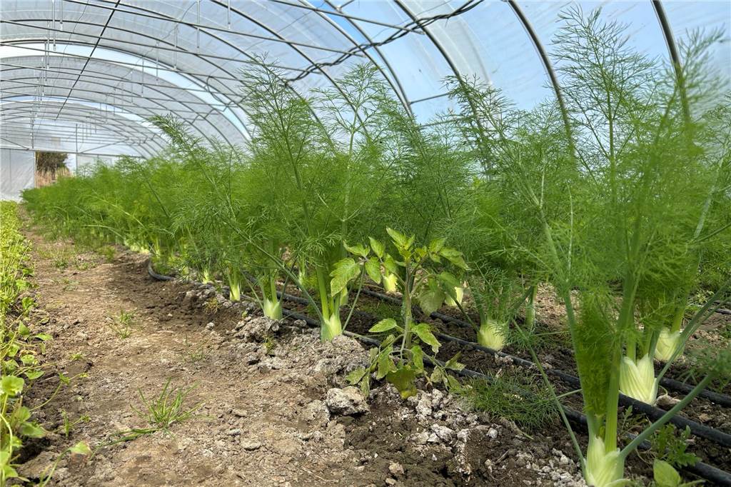 Gärtnerei Stadtgemüse startet in zweite Saison: Ein paar Ernteanteile verfügbar Im rund 300 Quadratmeter großen Folientunnel wachsen derzeit unter anderem Salat und Fenchel - und eine verirrte Tomate.