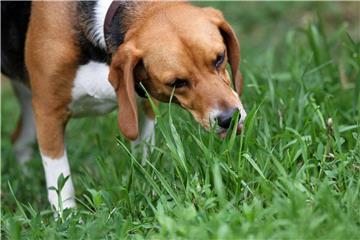 Im Sommer schmeckt Hunden frisches Gras. Im Winter können Halter auf Katzengras ausweichen. Foto: Jan Woitas