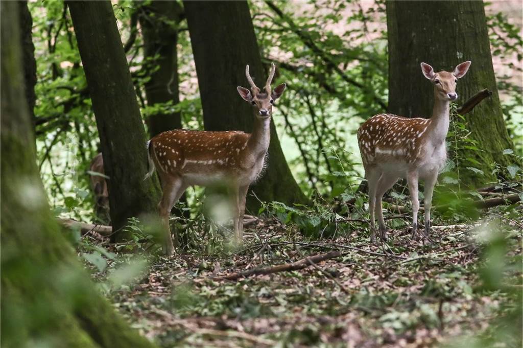 Frühling in Dortmund: Unsere Freizeittipps für sonniges Wetter Im Süggelwald gibt es einige Tiere zu beobachten.