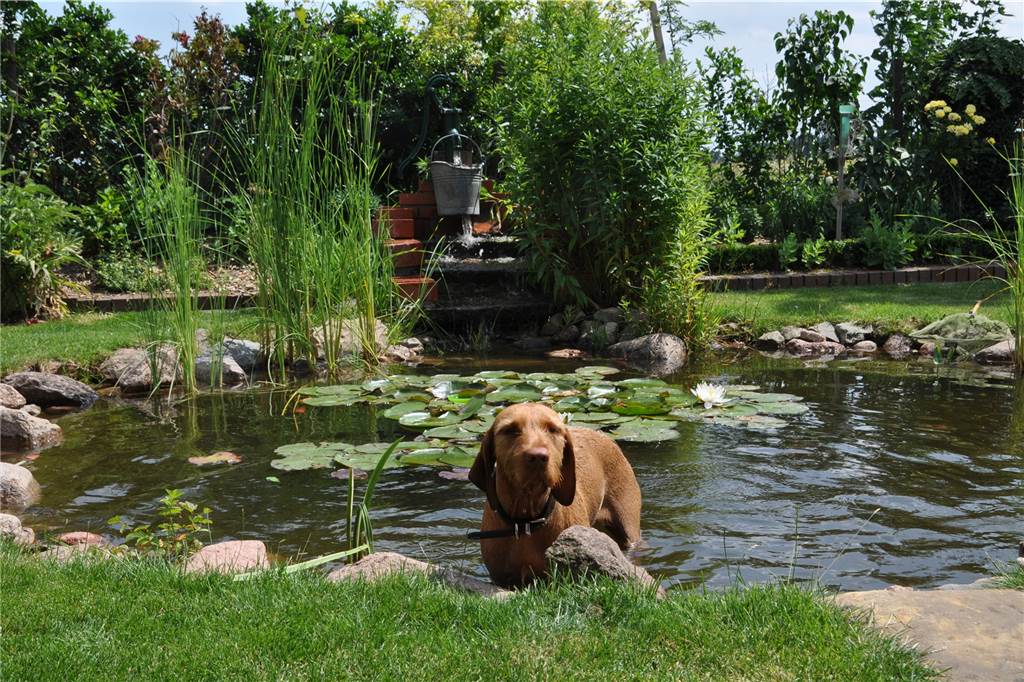Simone und Antonius Schulze Beikel öffnen Garten und Bienenstöcke Im Teich sucht in diesen Tagen der Hund gerne Abkühlung.