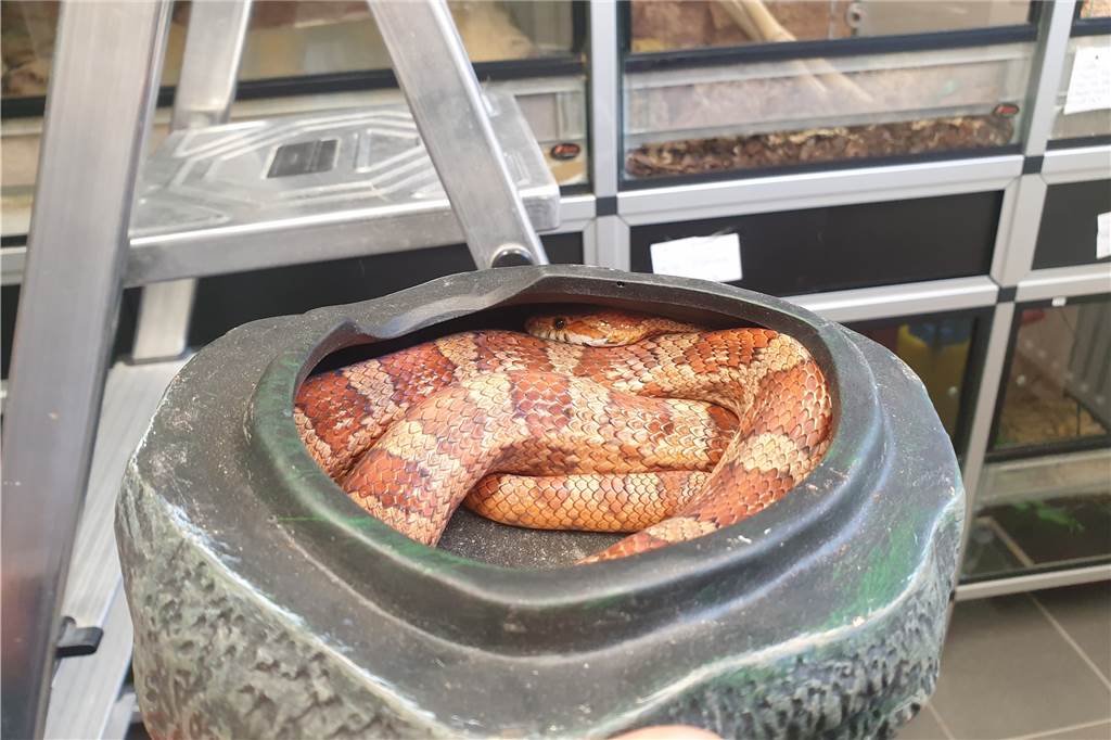 Steigende Tierarztkosten ab Herbst - Landen dann mehr Haustiere im Tierheim? Im Tierschutzzentrum gibt es auch exotische Tiere, zum Beispiel Schlangen.