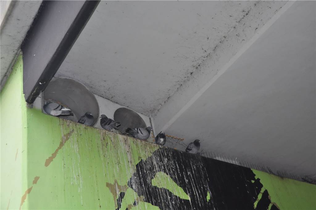 Im Tunnel an der Stadttorstraße nisten die Tauben.