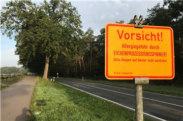 Im vergangenen Jahr waren die Eichen am Radweg an der Kökelsumer Straße vom Eichenprozessionsspinner befallen.