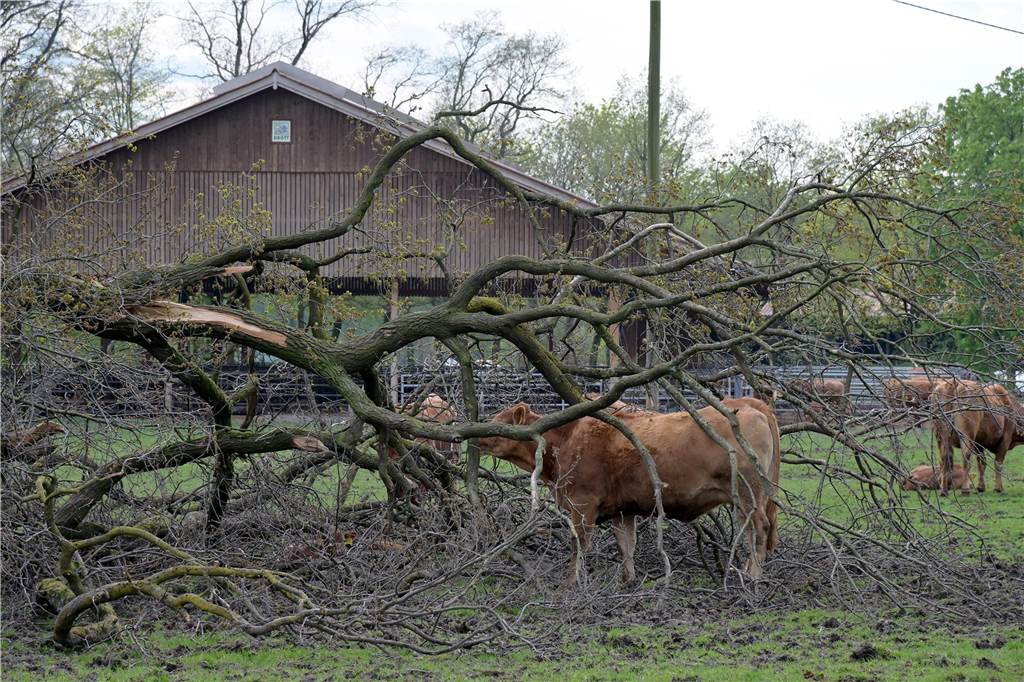 Rinderherde am Schloss Nordkirchen steht im Dienst des Naturschutzes Im Winter kommen die Kühe in einen offenen Stall. Kalte Temperaturen machen ihnen nichts aus. Wenn es draußen zu nass ist, würden sie allerdings die Weide zu Matsch zertreten.