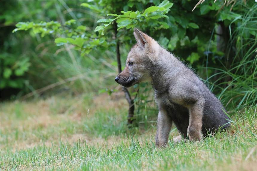 Nachwuchs für das Schermbecker Wolfsrudel: „Gloria“ hat einen Welpen Im Wolfsgebiet Schermbeck hat es Nachwuchs gegeben (Symbolbild)