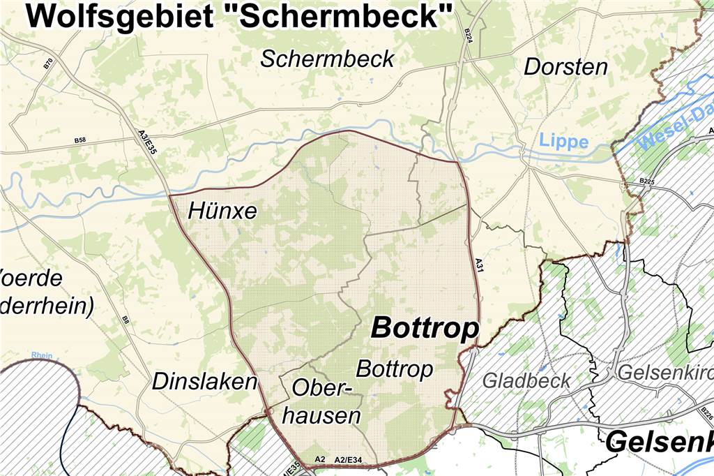 Wolfsgebiet: Kopfschütteln über Zaunvorgaben für Pferdehalter Im Wolfsgebiet Schermbeck sorgt das Wolfsrudel für die meisten Nutztierrisse in ganz NRW.