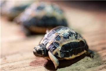 Im Zoo Hannover freut man sich über die Geburt der Madagassischen Spinnenschildkröte. Foto: Peter Steffen