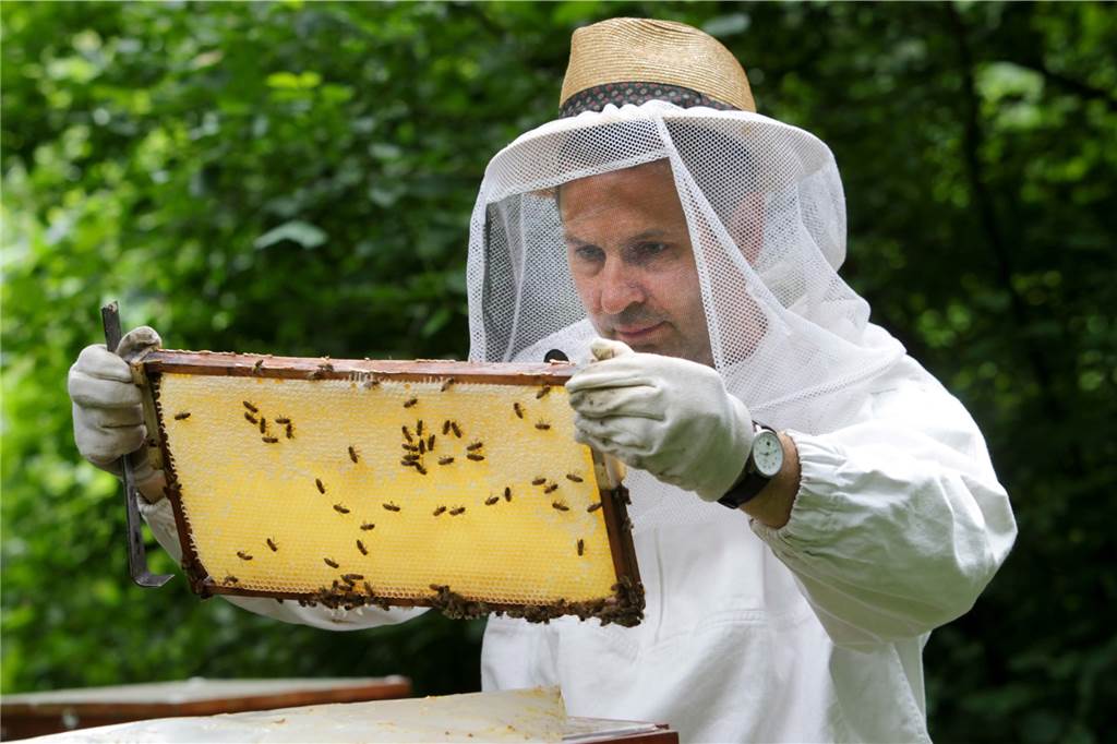 Bienenfreunde machen Brachfläche unter Strommasten zur Blumenwiese Imker David Tews kümmert sich um Bienen und andere Insekten.