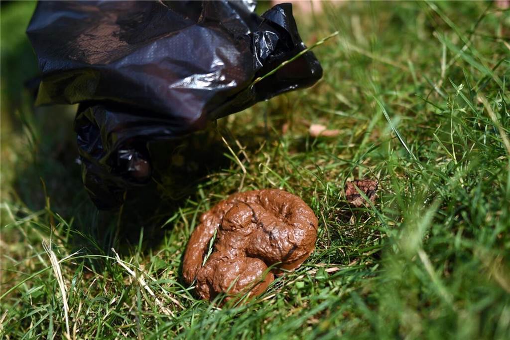 Hundekot bleibt Ärgernis und Hundesteuer soll angepasst werden Ein Hundehaufen vor einem Kotbeutel