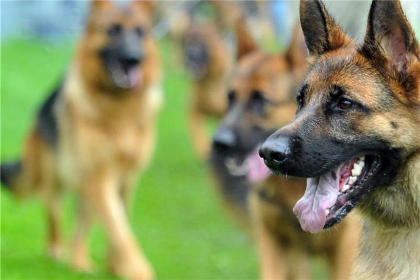 Immer weniger Schäferhund-Welpen in Deutschland Immer weniger Deutsche kaufen sich einen Schäferhund. Foto: Stefan Puchner