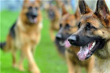 Immer weniger Deutsche kaufen sich einen Schäferhund. Foto: Stefan Puchner