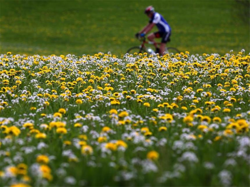 Blumenwiese adé: Wie sich die Landschaft ändert Immer weniger Kühe weiden auf den Wiesen, immer weniger Blumen kommen zum Blühen, da sie zuvor abgemäht werden. Foto: Karl-Josef Hildenbrand