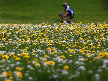 Immer weniger Kühe weiden auf den Wiesen, immer weniger Blumen kommen zum Blühen, da sie zuvor abgemäht werden. Foto: Karl-Josef Hildenbrand