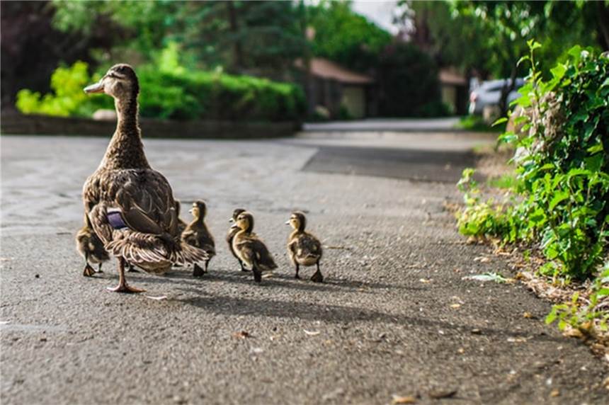 Am Mühlenteich in Frohlinde werden Enten totgefahren - das berichtet ein Anwohner Immer wieder werden auf der Merklinder Straße in Frohlinde Enten überfahren.