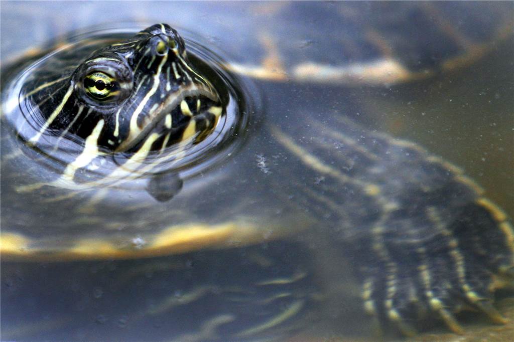 Schildkrötenstation verzeichnet früheste Auswinterung seit Bestehen Wasserschildkröte
