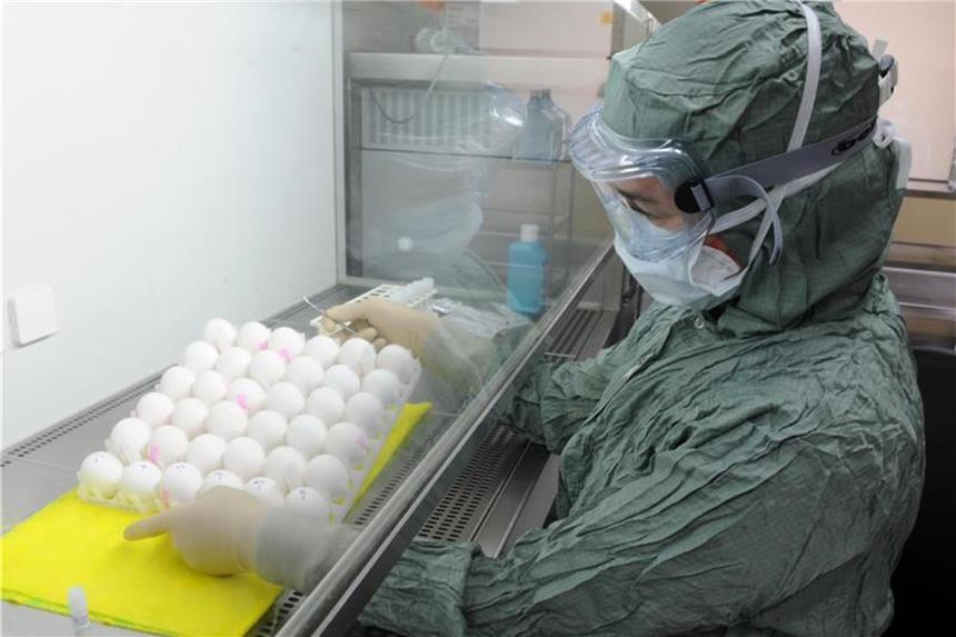 Impfstoffproduktion mit Hühnereiern beim Pharmakonzern GlaxoSmithKline in Dresden. Foto: Ralf Hirschberger
