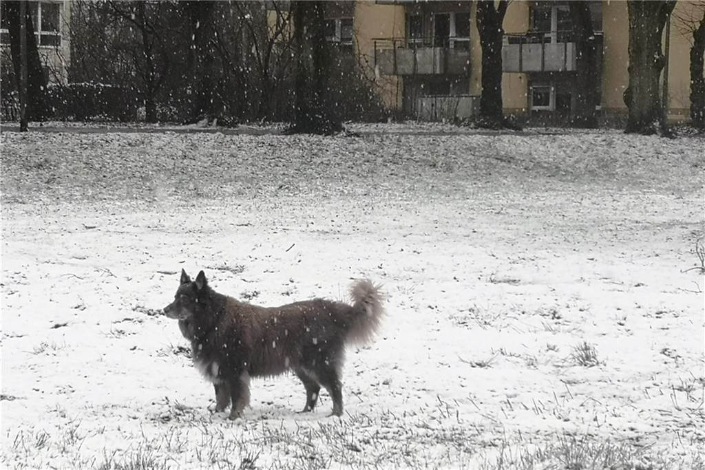 Impressionen aus dem verschneiten Dorsten