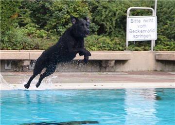 Impressionen vom Hundeschwimmen im Freibad Haltern