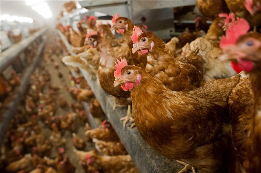 Neubau eines Legehennenstalls für 14.994 Tiere in Ahle geplant In Ahle ist ein Neubau eines Legehennstalls geplant