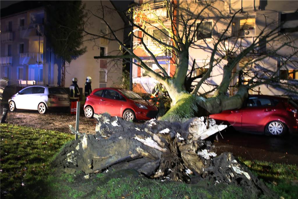Orkan Sabine in NRW: Bahnverkehr normalisiert sich, Haus wird abgerissen In Bochum stürzte ein Baum auf parkende Autos.